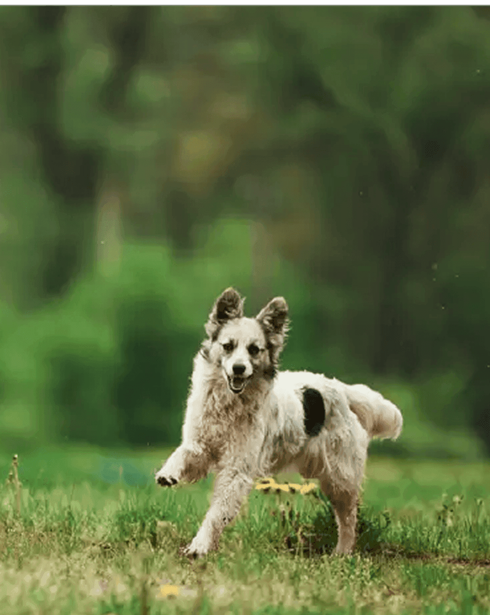 Pet Park